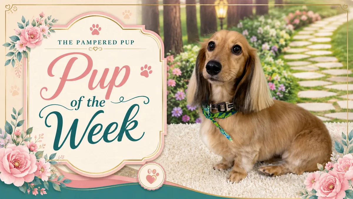 A long-haired dachshund resting in the salon studio