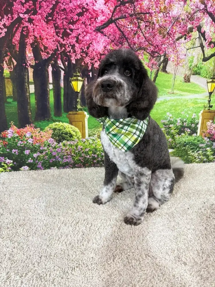 A curly grey and white pup posing after a groom