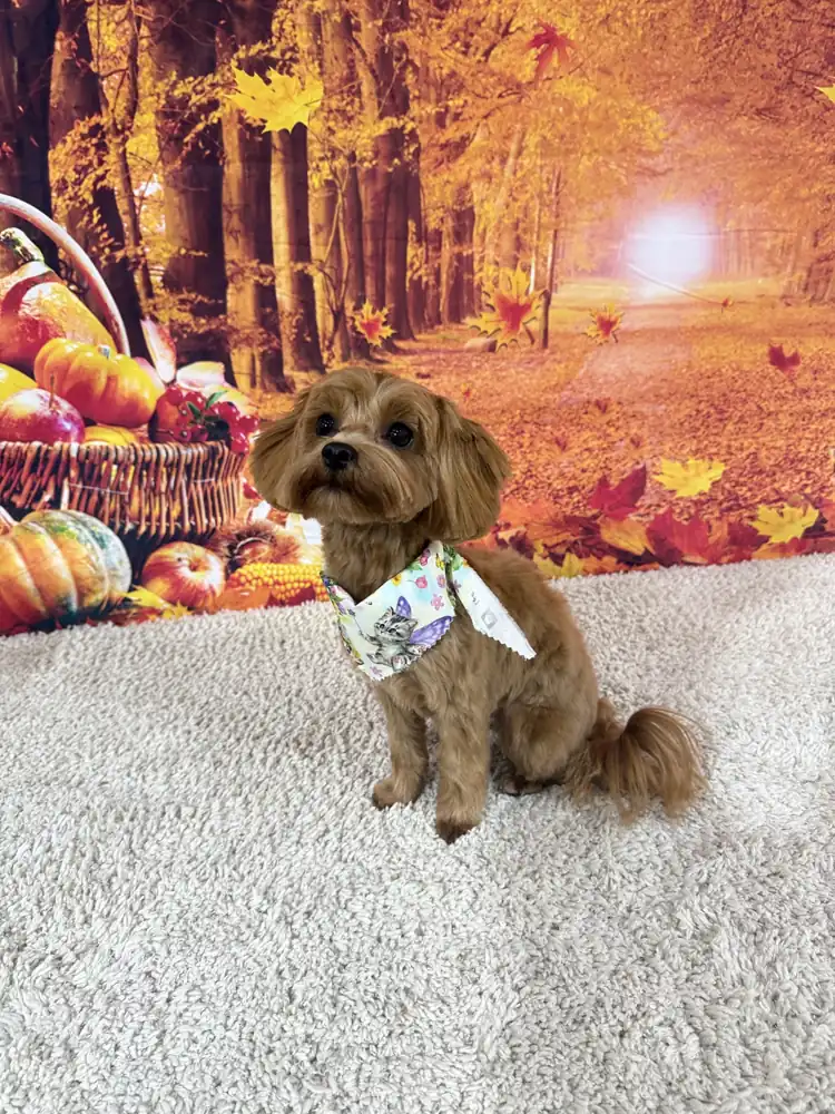 A small golden pup sitting on a soft rug in the salon studio