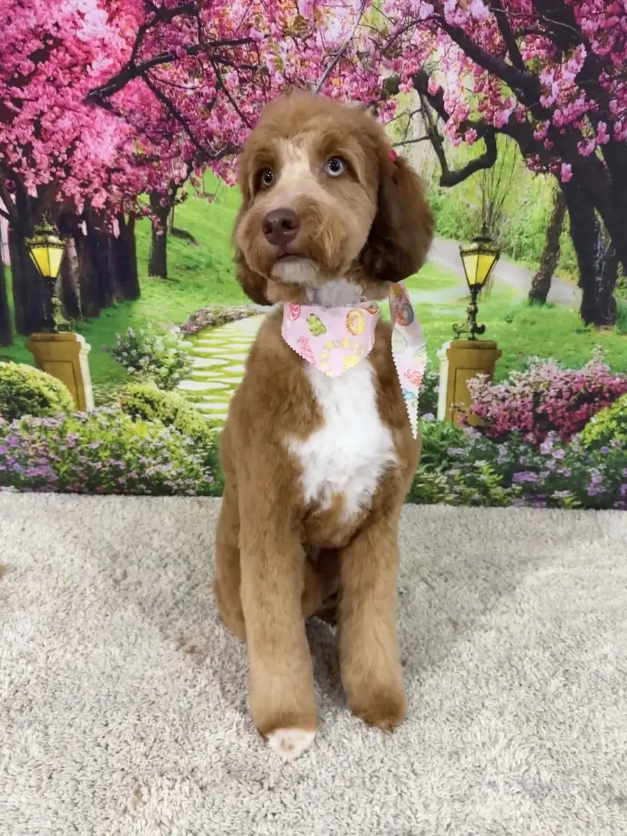 A freshly groomed pup sitting for a portrait in the salon's spring blossom backdrop